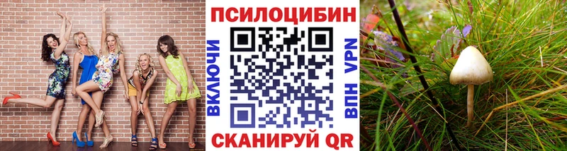 Псилоцибиновые грибы Psilocybine cubensis  Волхов 